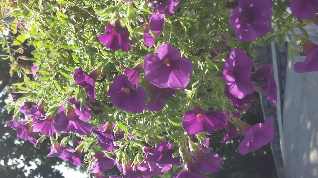 Apartments Green Garden Opatija 0*,